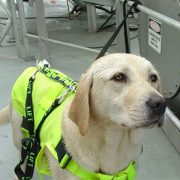 4-SOS-Marine-Dog-Harness